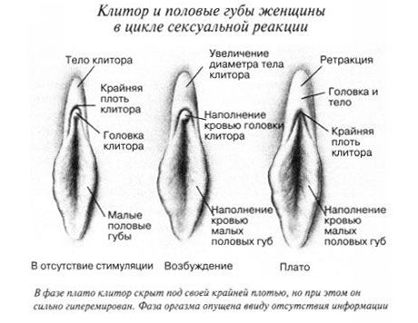 Klitoris yhdynnän aikana